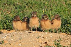 Burrowing Owl